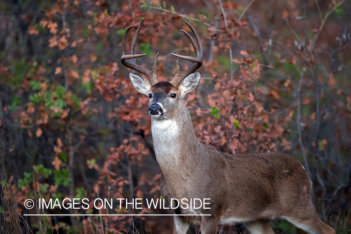 White-tailed buck in habitat.