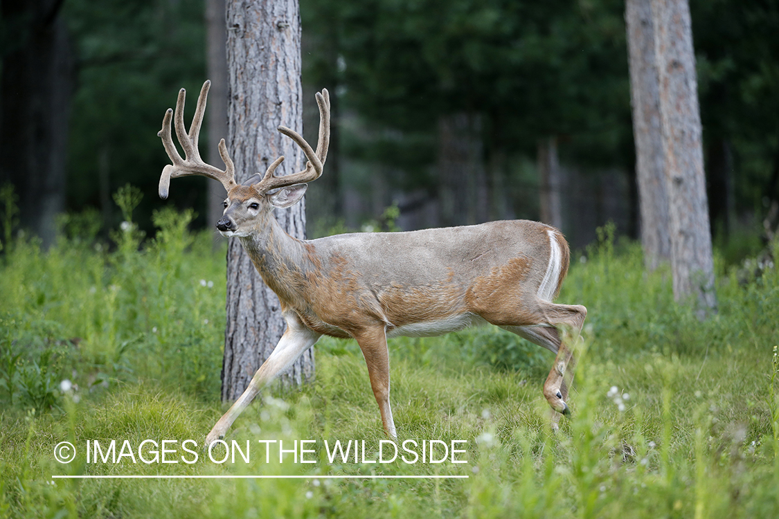 White-tailed buck in velvet.