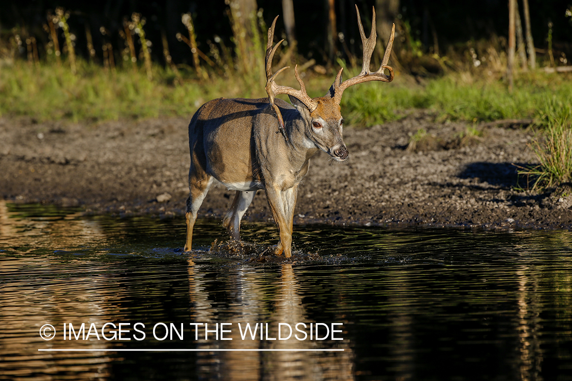 White-tailed buck at waters edge.