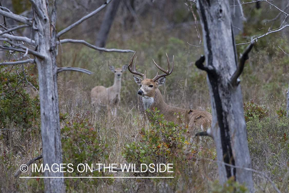 White-tailed buck in rut with doe.