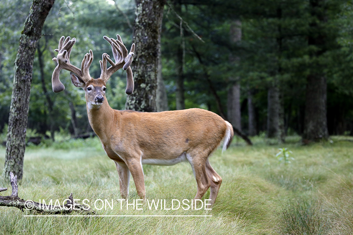 White-tailed buck in field.