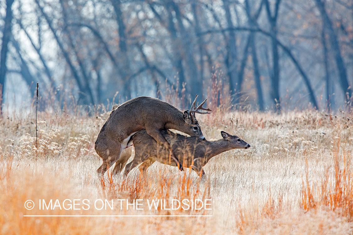 White-tailed buck mating with doe.