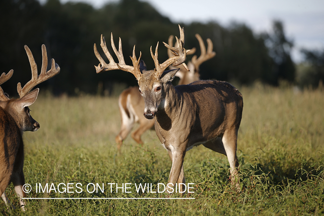 White-tailed buck in the rut.