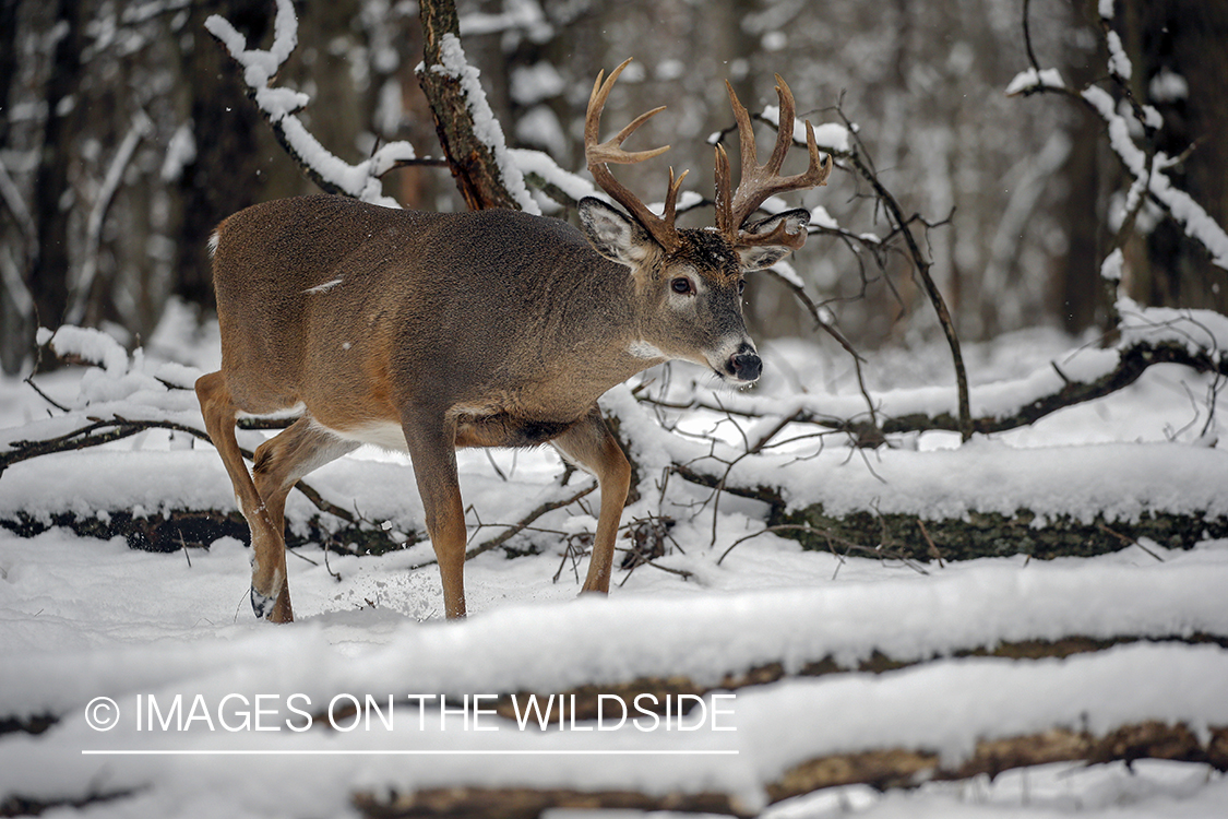 White-tailed buck in the rut.