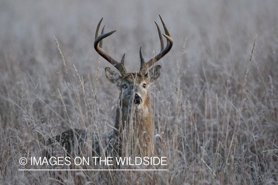 White-tailed buck in field.