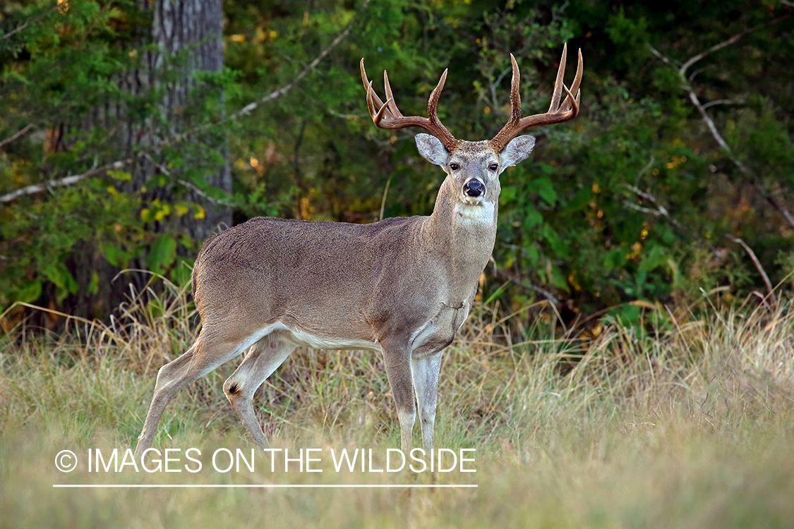 White-tailed buck in the Rut.