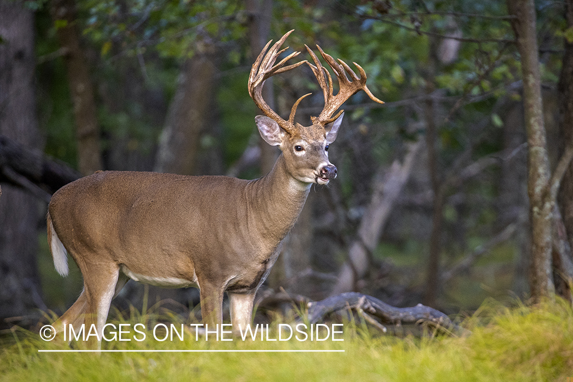 White-tailed buck in field.