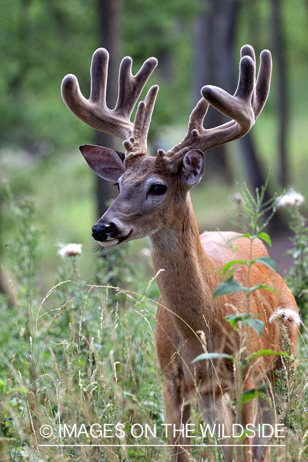 White-tailed buck in Velvet.