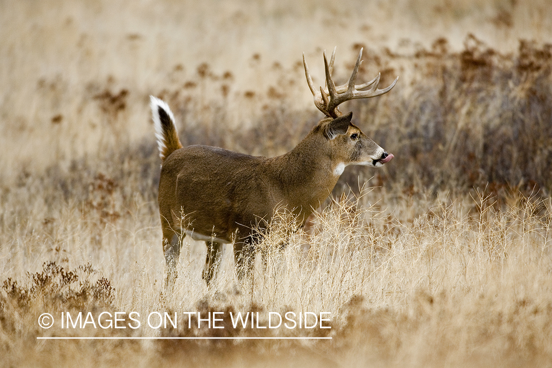 White-tailed deer in habitat