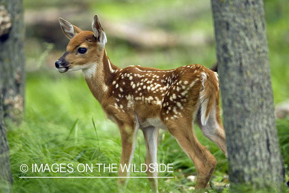 White-tailed fawn in habitat