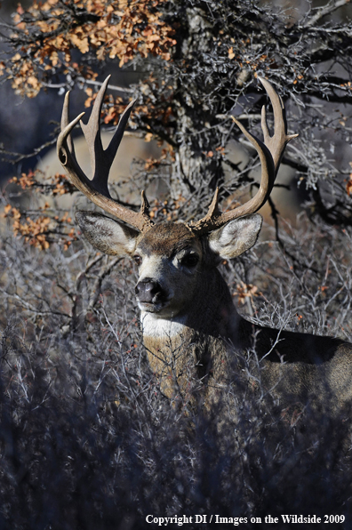 Blacktail buck in habitat.