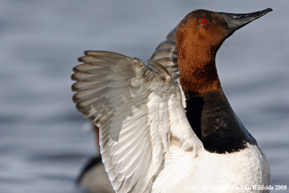 Canvasback Drake