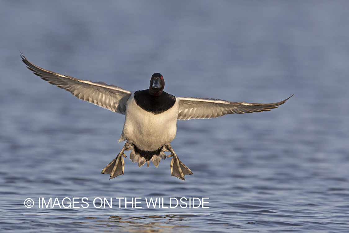 Canvasback in flight.