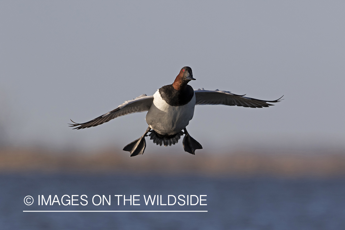 Canvasback drake in flight.