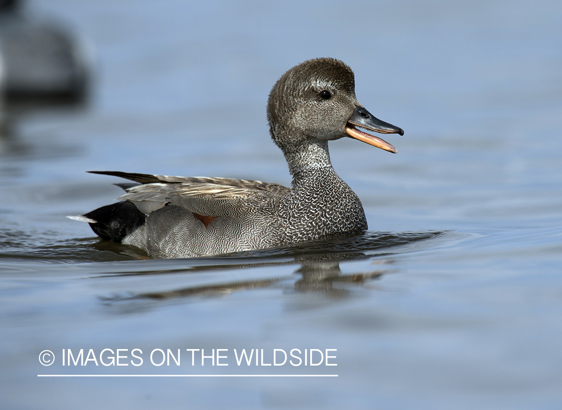 Gadwall on pond.