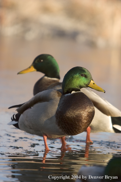 Mallards standing in pond.