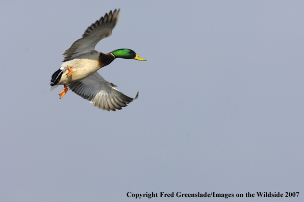 Mallard duck