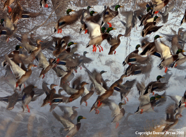 Mallard Ducks/Flock