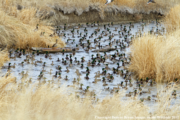 Large flock of mallards in habitat. 