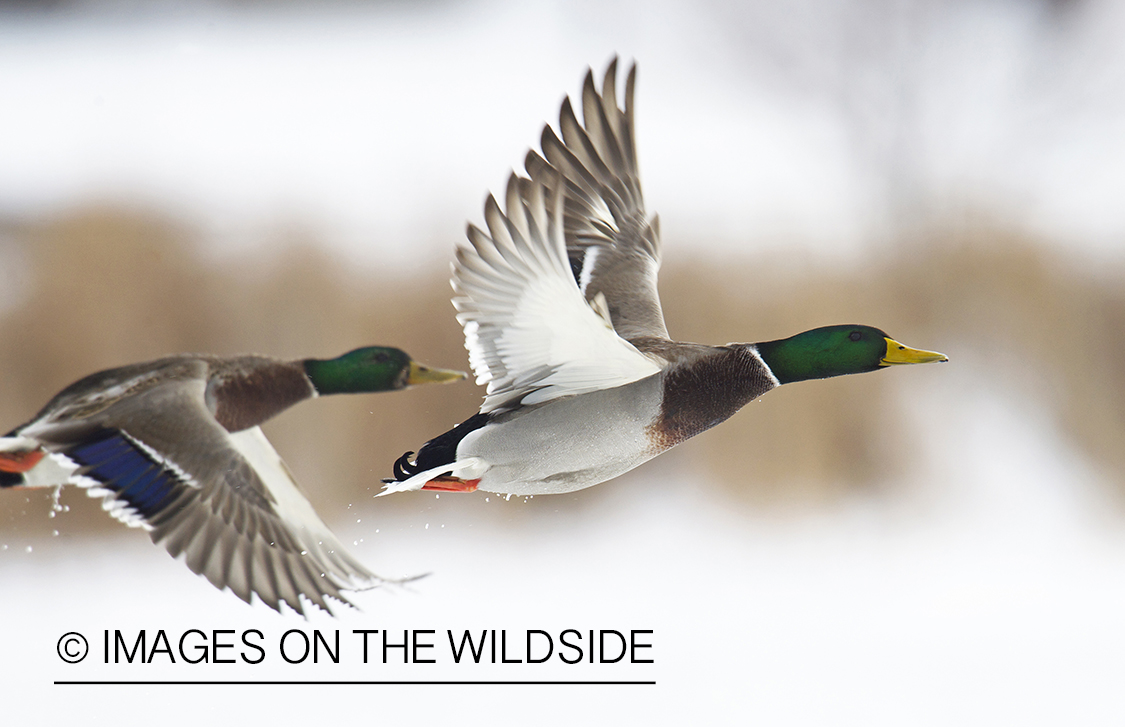 Mallard ducks in flight.