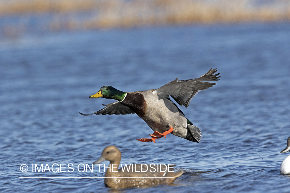 Mallard drake in flight.