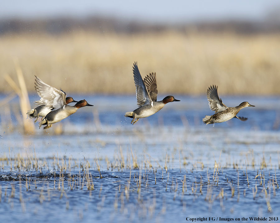 Flock of green-winged teal ducks in flight.