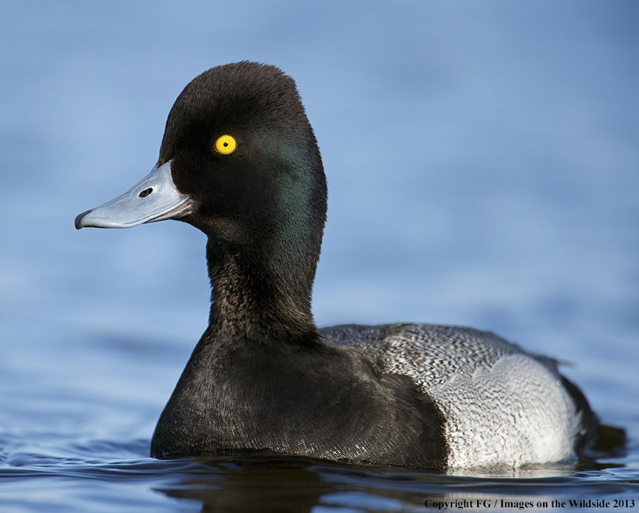 Lesser Scaup in habitat.