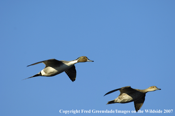 Pintail courtship flight