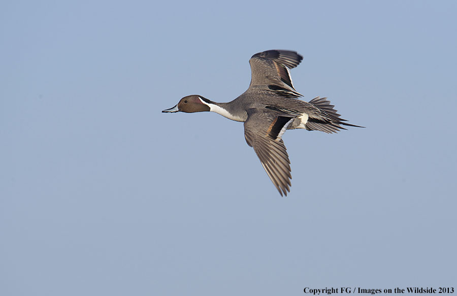 Pintail in flight.