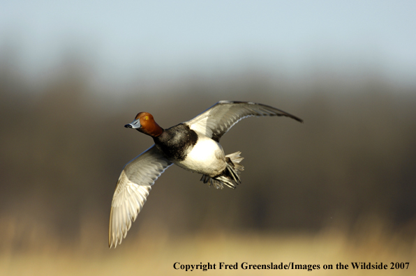 Redhead duck