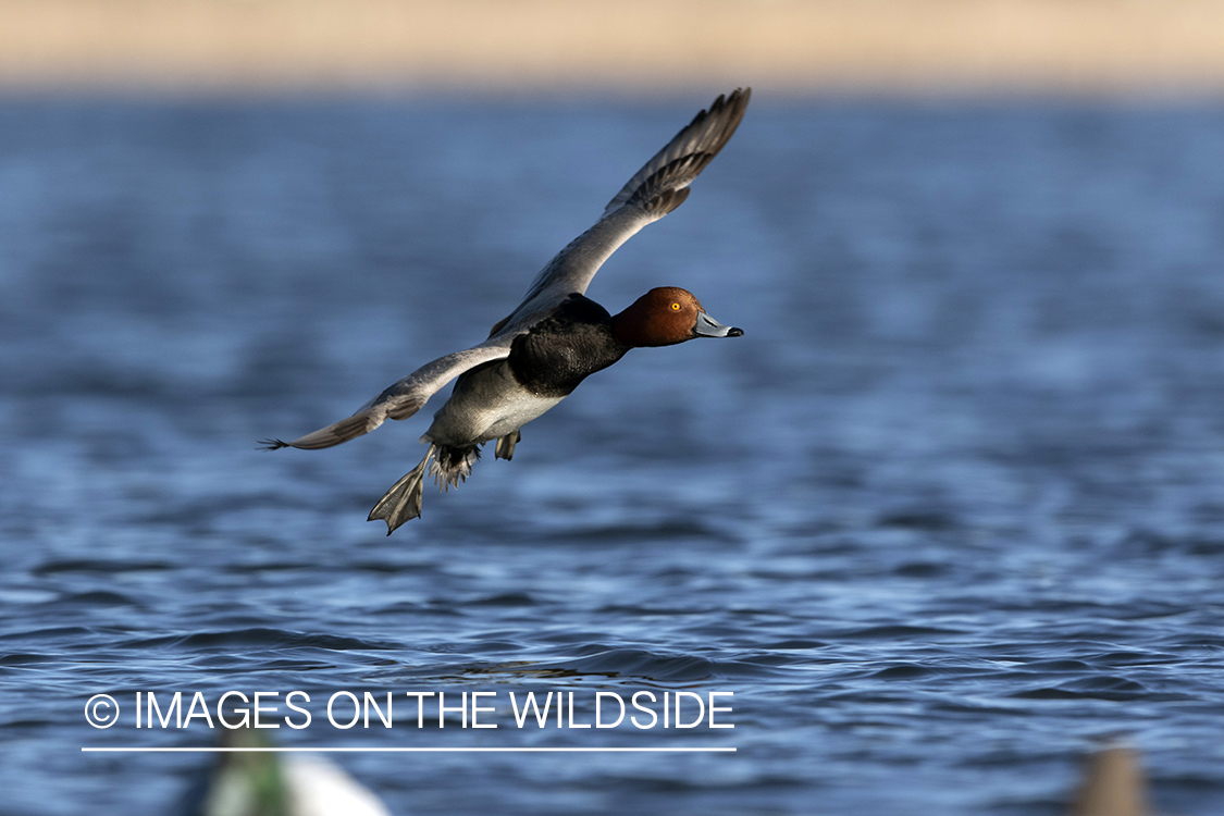 Redhead drake in flight.