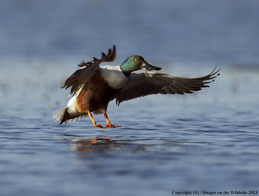 Shoveler duck landing.