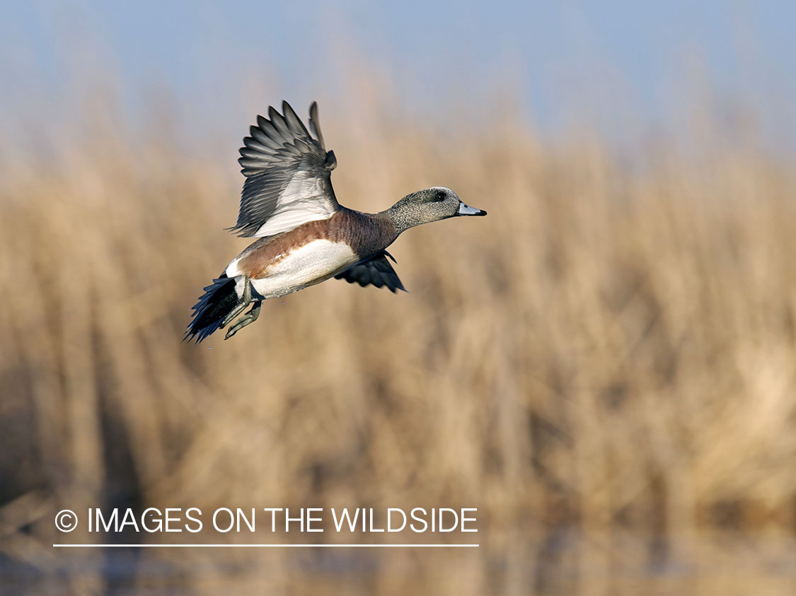 Wigeon duck in flight.