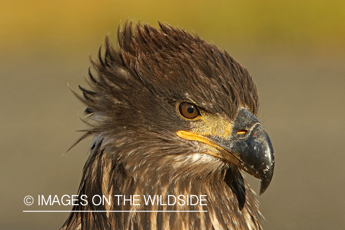 Bald Eagle (immature).