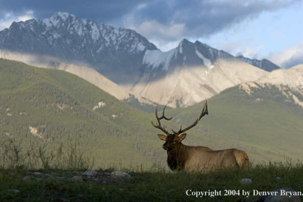 Rocky Mountain bull elk in habitat.