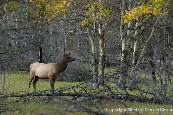 Rocky Mountain cow elk in habitat.