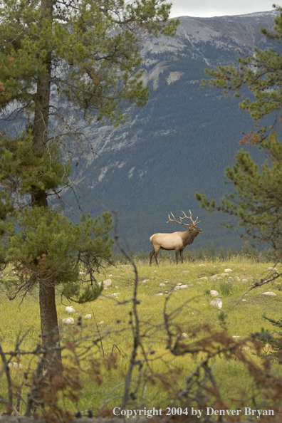 Rocky Mountain bull elk bugling.