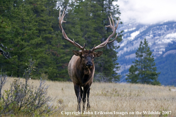 Elk in habitat