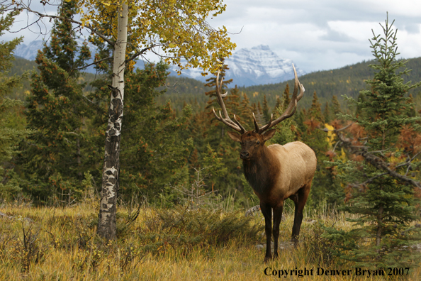 Rocky Mountain Elk in field