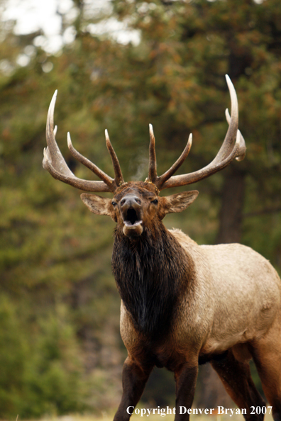 Rocky Mountain Elk bedded down