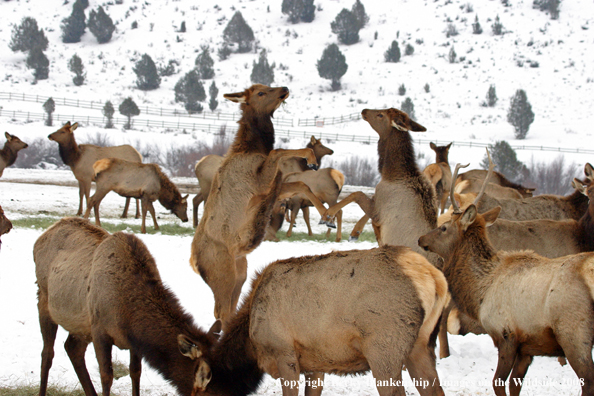 Rocky Mountain Elk