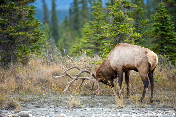 Bull Elk Rutting