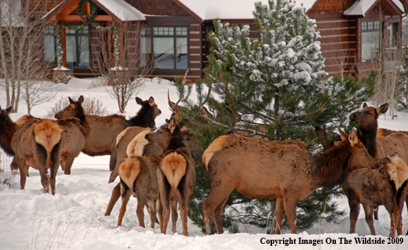 Bull and cow elk in urban situation