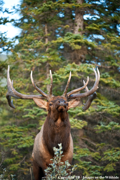 Bull Elk