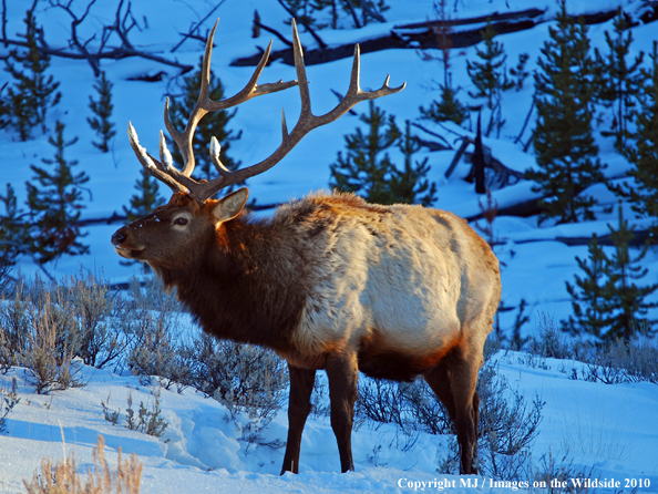 Rocky Mountain Bull Elk in habitat. 