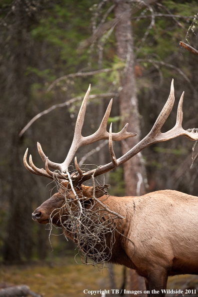 Bull elk with branches. 