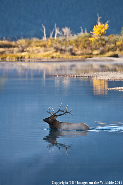 Rocky Mountain bull elk in water. 