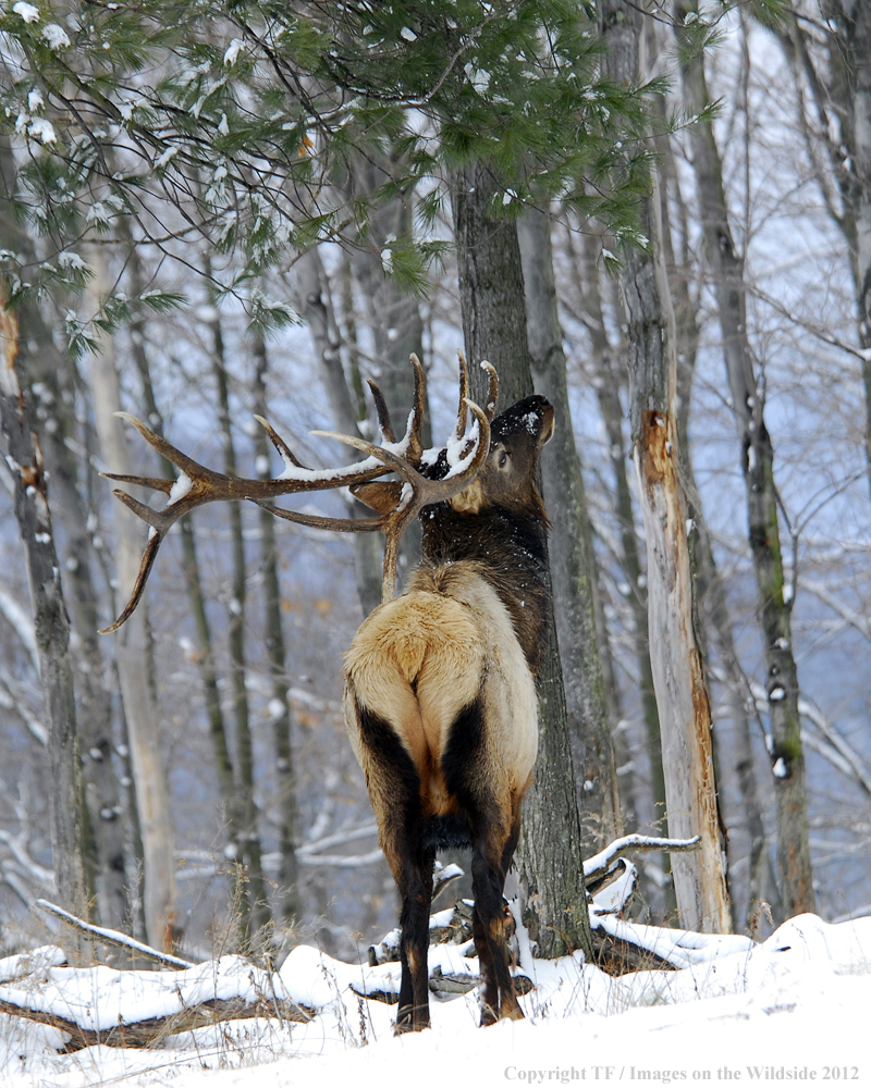 Bull elk in habitat. 