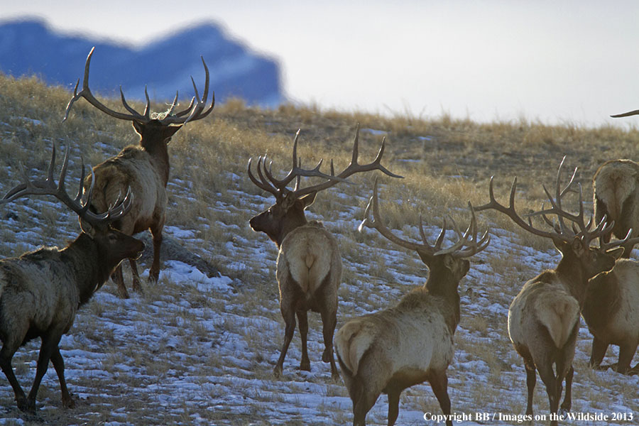 Rocky Moutain Elk in habitat.