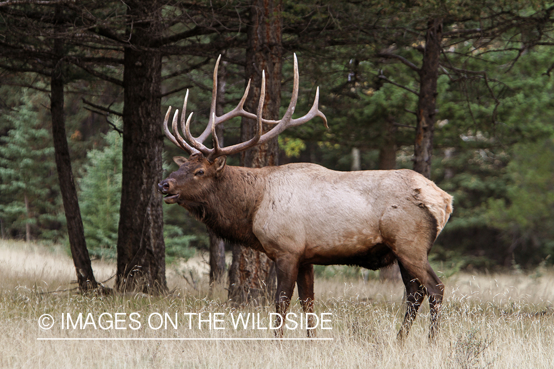 Rocky Mountain Bull Elk bugling in habitat.